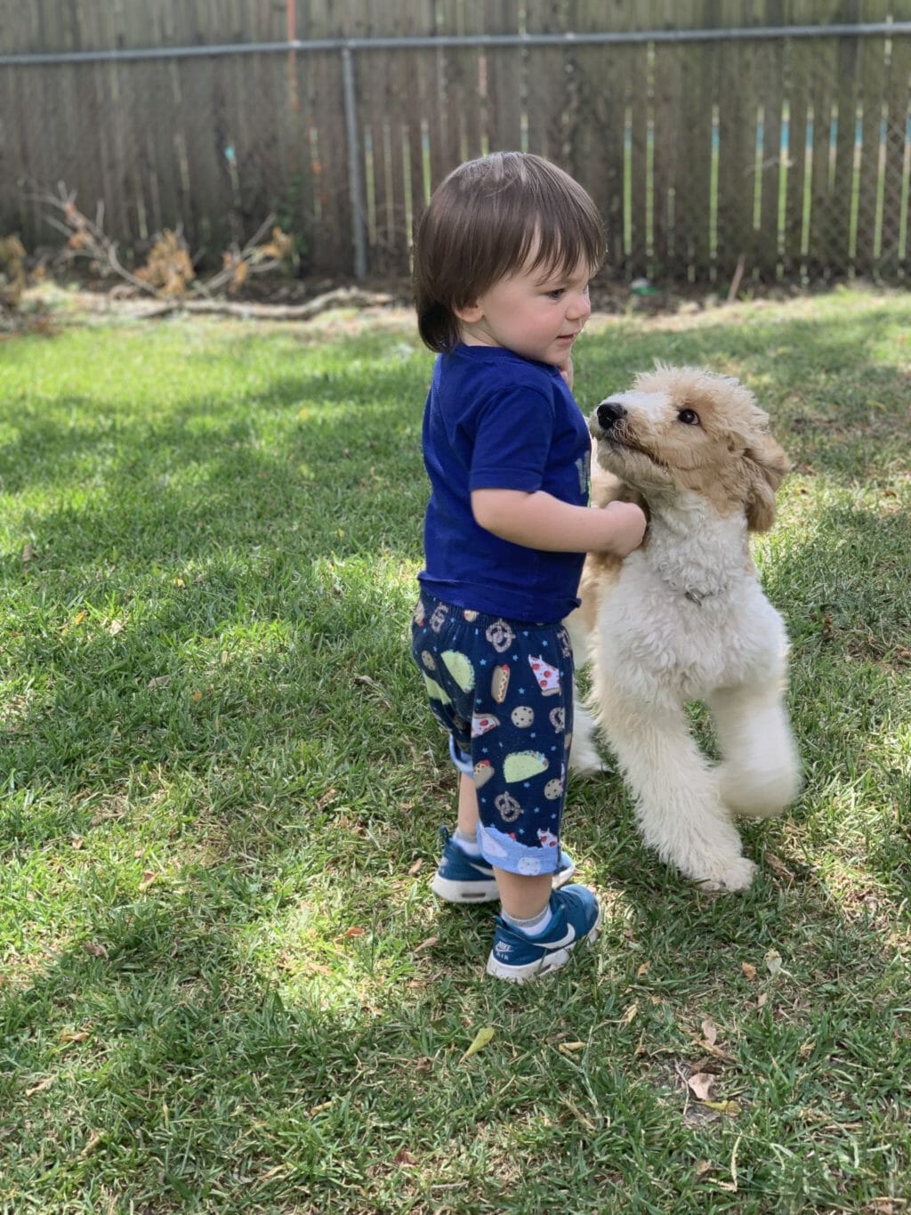 Deblyn’s Chanel Deblyns Standard Poodle with child