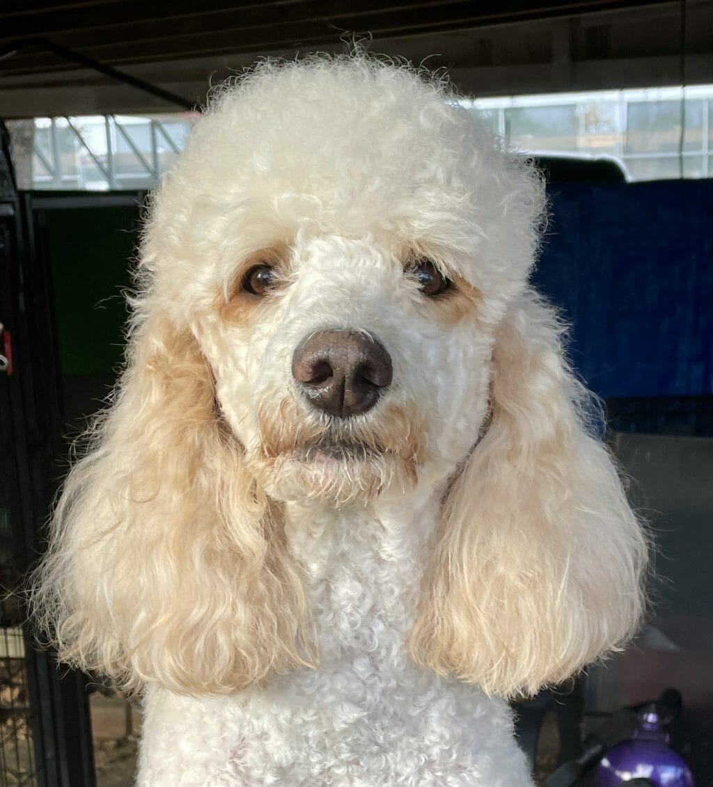 Deblyn’s Chanel getting groomed