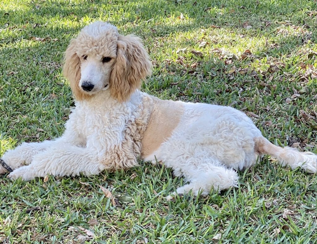 Deblyn’s Chanel Deblyns Standard Poodle