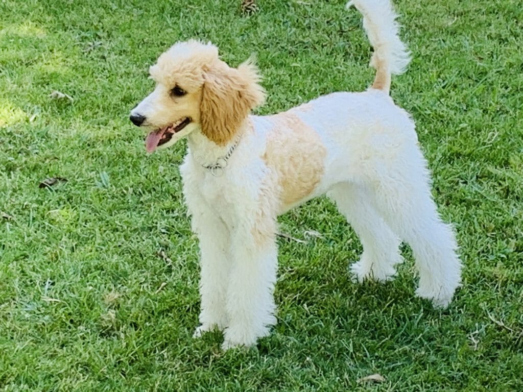 Deblyn’s Chanel Deblyns Standard Poodle