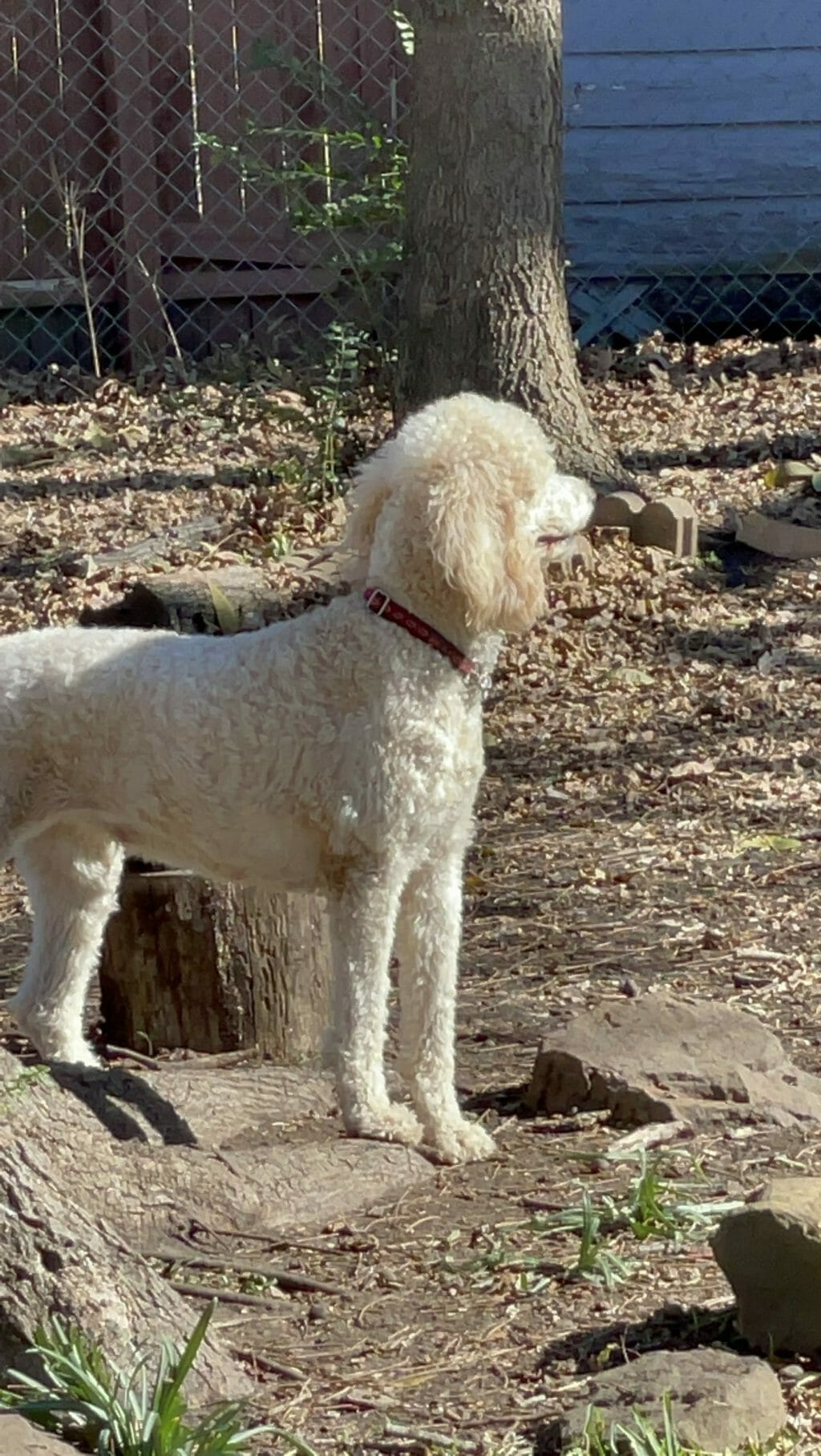 Deblyn’s Chanel Deblyns Standard Poodle