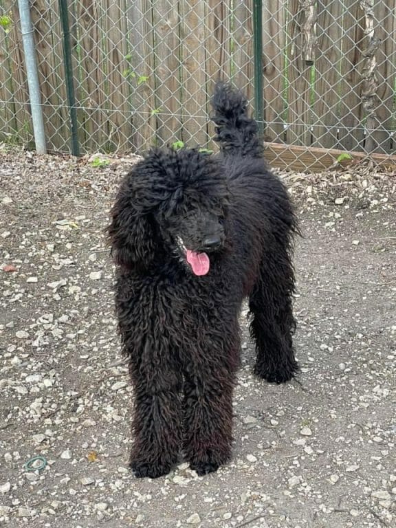 Deblyn’s White Roses and Sage “Sage” - Deblyns standard poodle