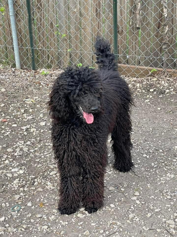 Deblyn’s White Roses and Sage “Sage” - Deblyns standard poodle