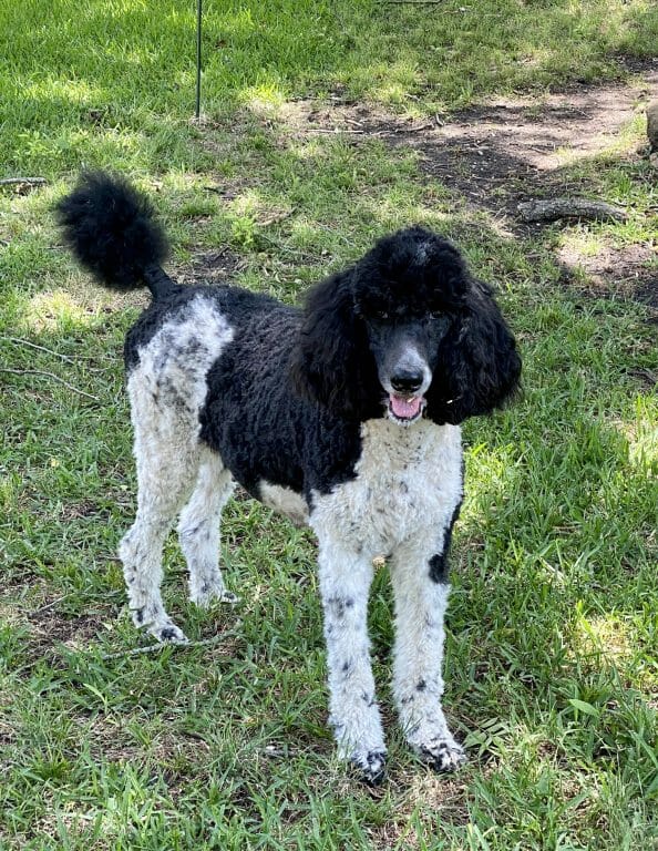 Destiny - Perry - Deblyns Standard Poodle