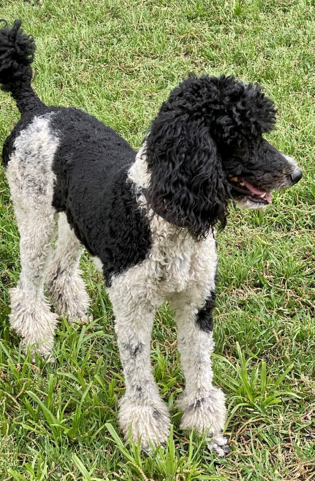 Destiny - Perry - Deblyns Standard Poodle