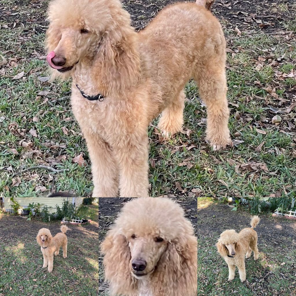Wiggs Gypsy Red Rose - Deblyns Poodles