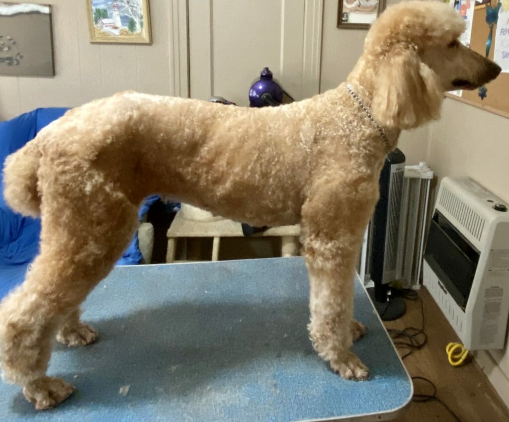 Wiggs Gypsy Red Rose - Deblyns Standard Poodle