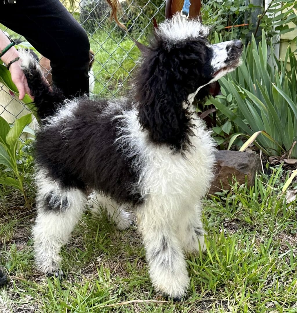 Deblyns Standard Poodle puppy