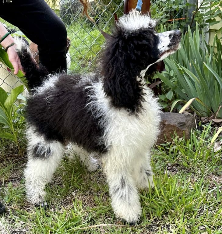 Deblyns Standard Poodle puppy