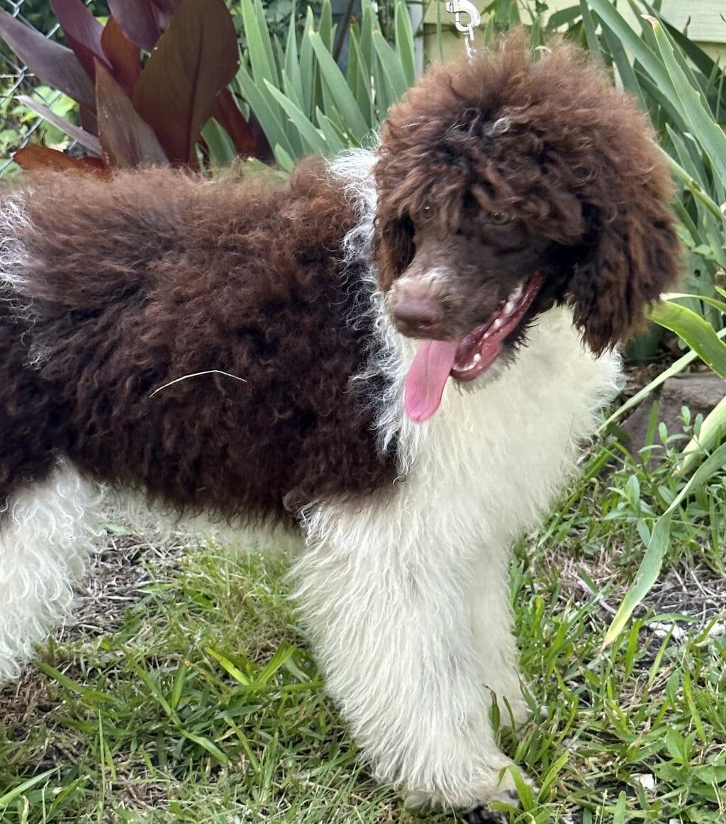 Standard Poodle puppy in yard.