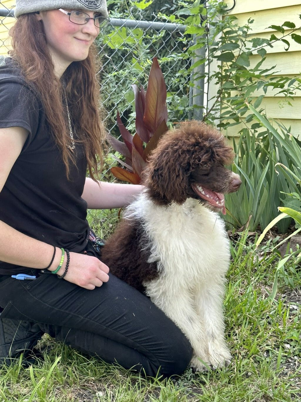 Standard Poodle puppy with girl.
