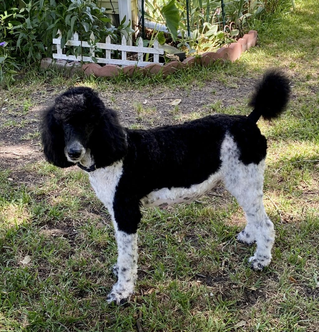 Destiny - Perry - Deblyns Standard Poodle