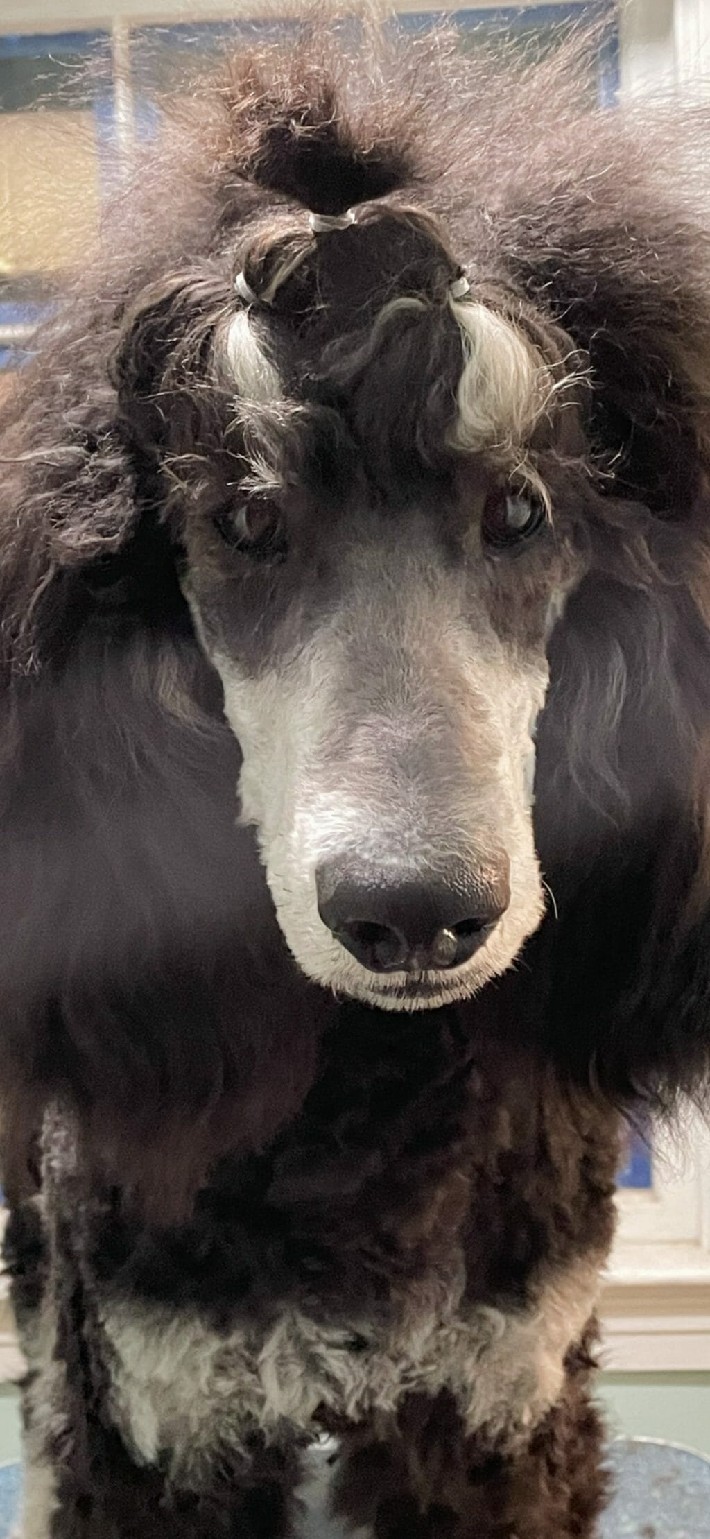 Deblyns Sauvage - Standard Poodle