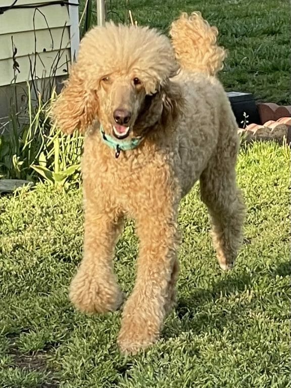 Deblyns Gypsy Rose poodle at play