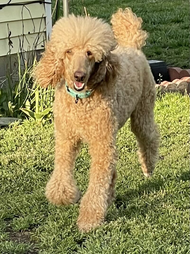 Deblyns Gypsy Rose poodle at play