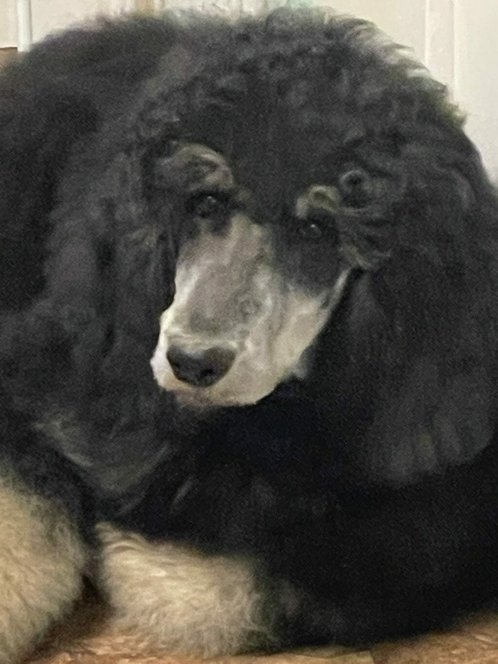 Deblyn’s Sauvage - Silver Phantom Standard Poodle Puppy