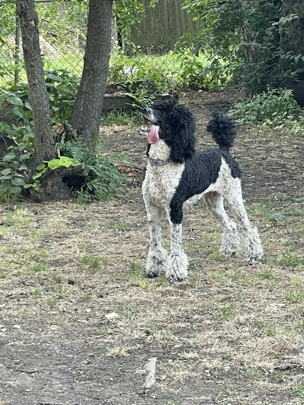 Destiny – Perry Deblyns Standard Poodle