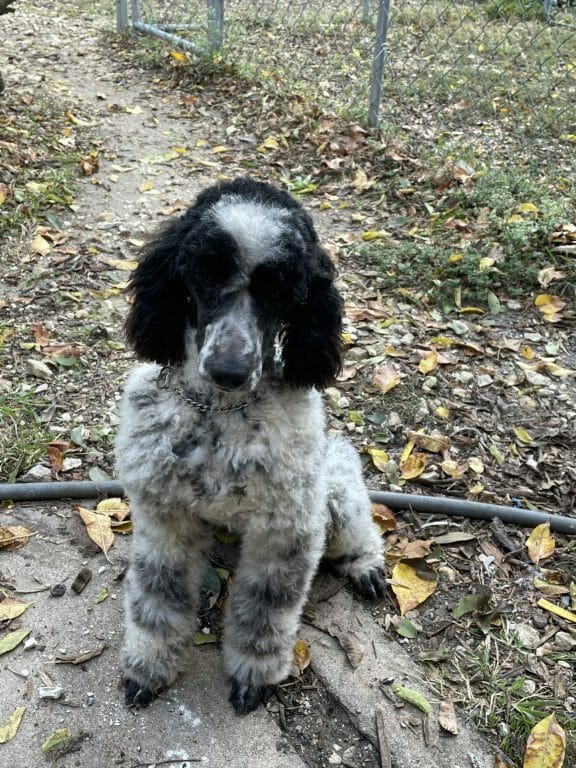 Black and white parti poodle at Deblyns Poodles