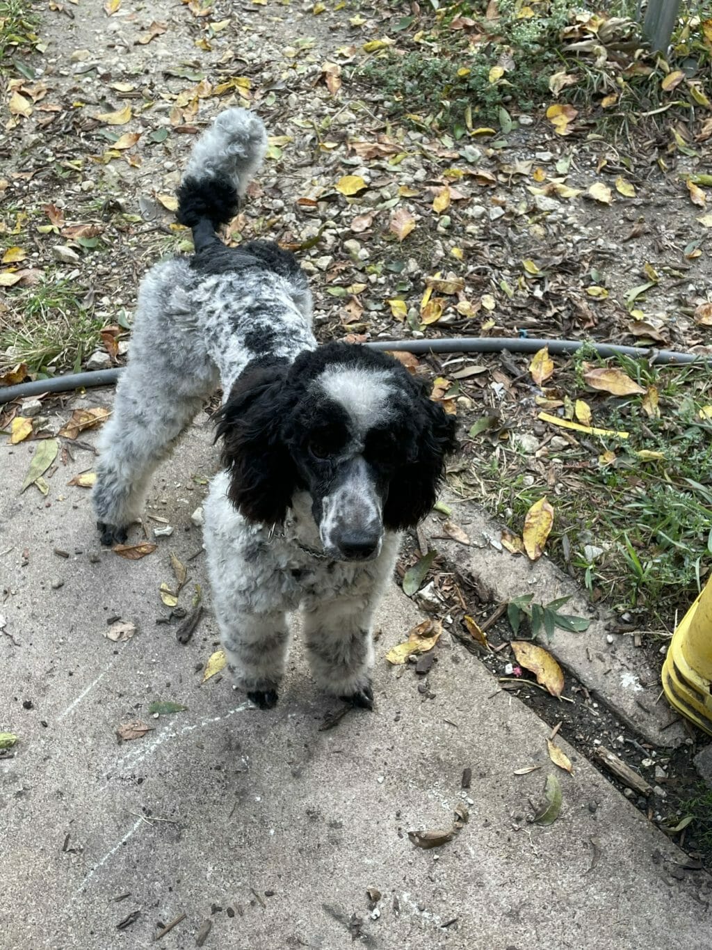 American Doodles Panda - Deblyns Poodles