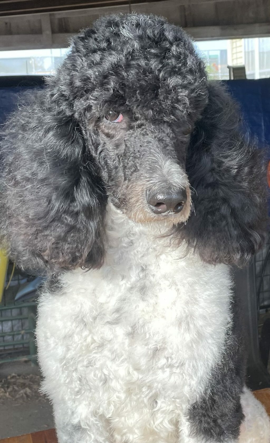Destiny – Perry Deblyns Standard Poodle