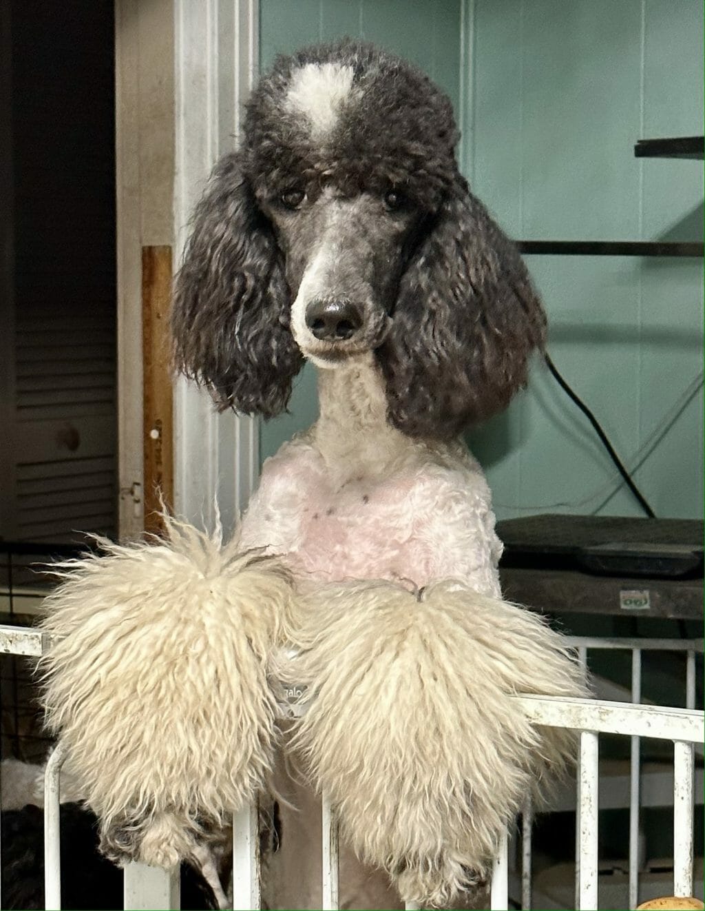 Deblyn’s Because It’s You - Deblyns Standard Poodle