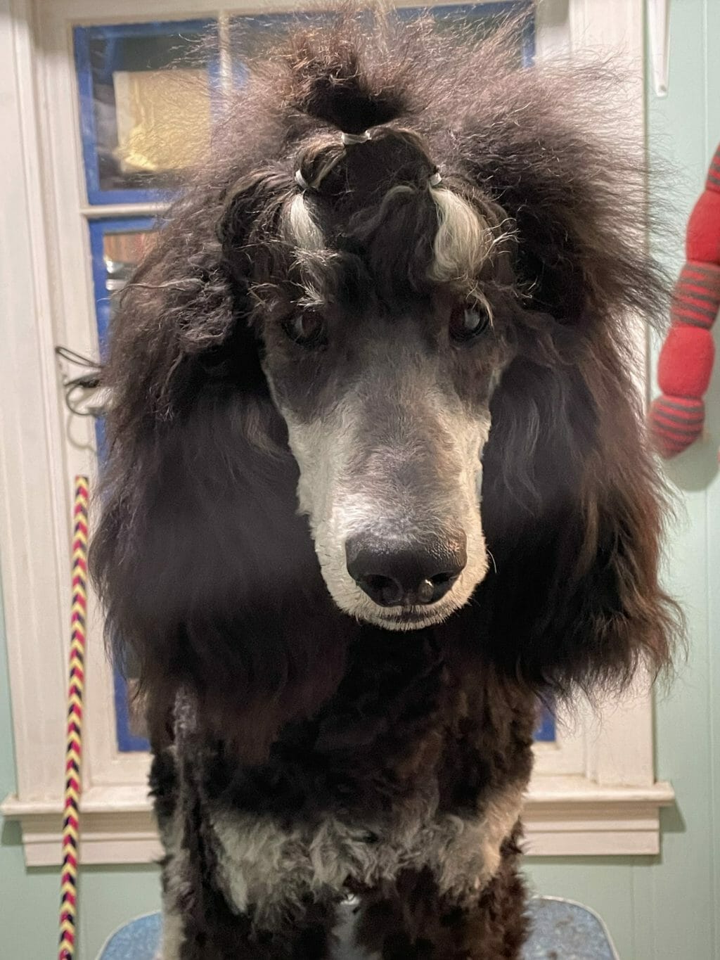 Deblyn’s Sauvage - Standard Poodle