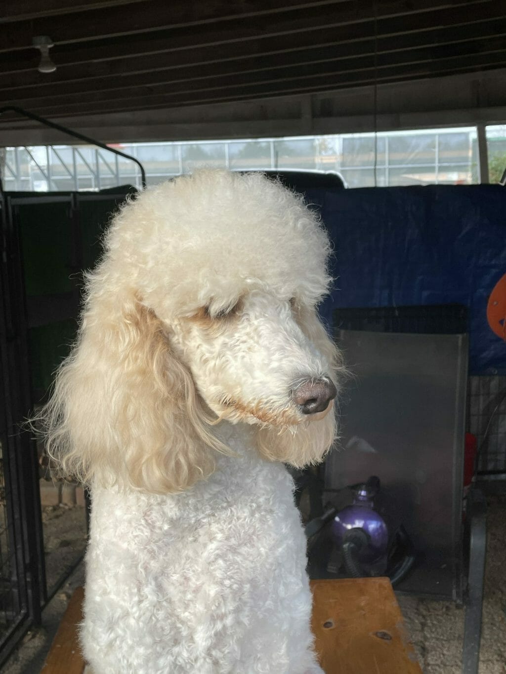 Deblyn’s Chanel Deblyns Poodle being groomed