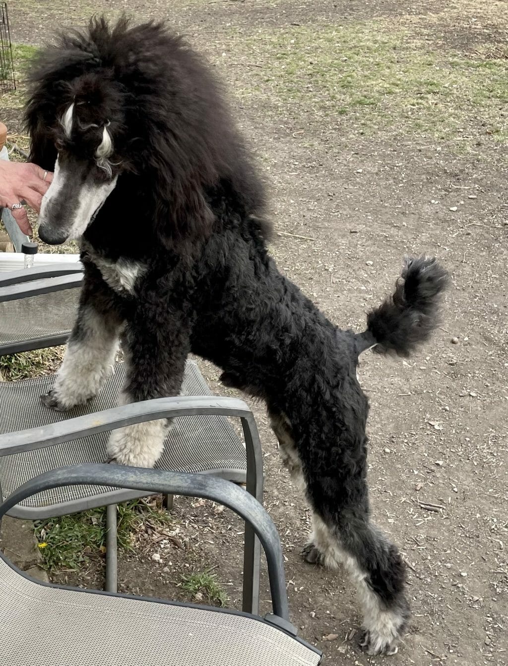 Silver Phantom Standard Poodle Deblyn’s Sauvage