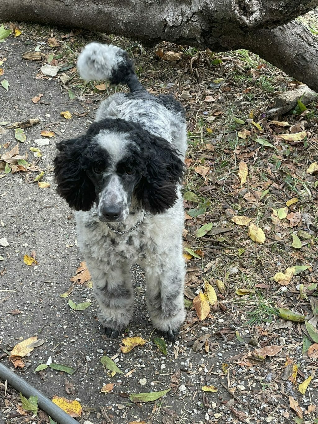 Black and white standard poodle Deblyns Poodles