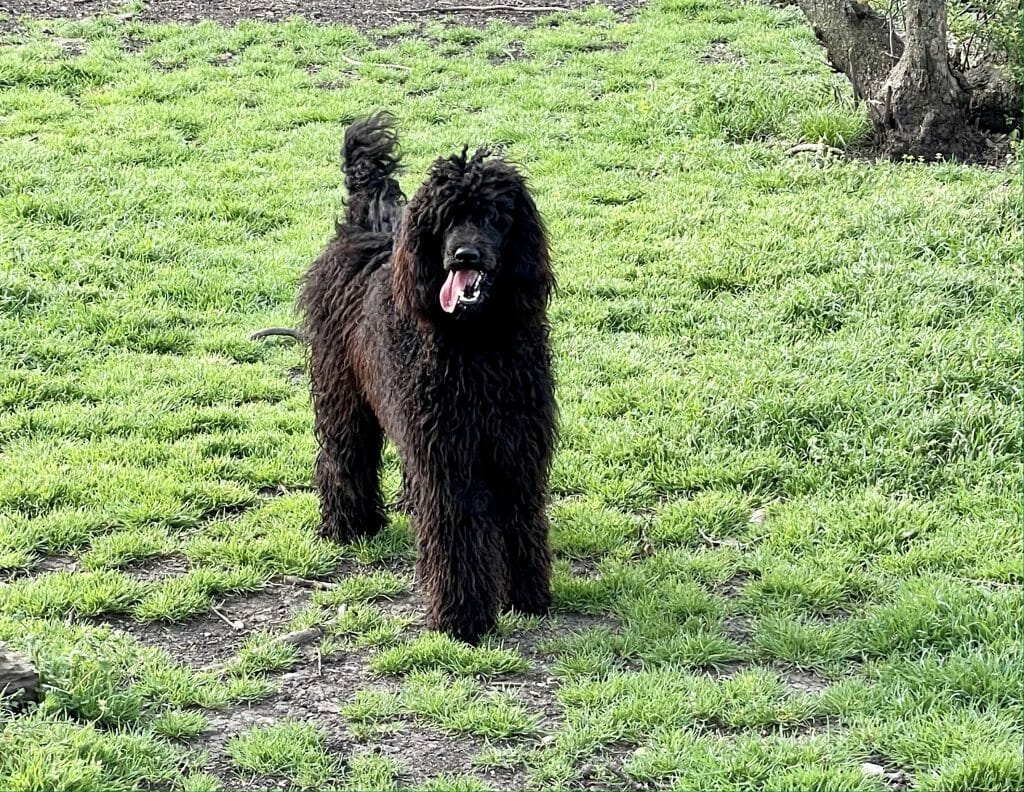 Deblyn’s White Roses and Sage - Deblyns Standard Poodle