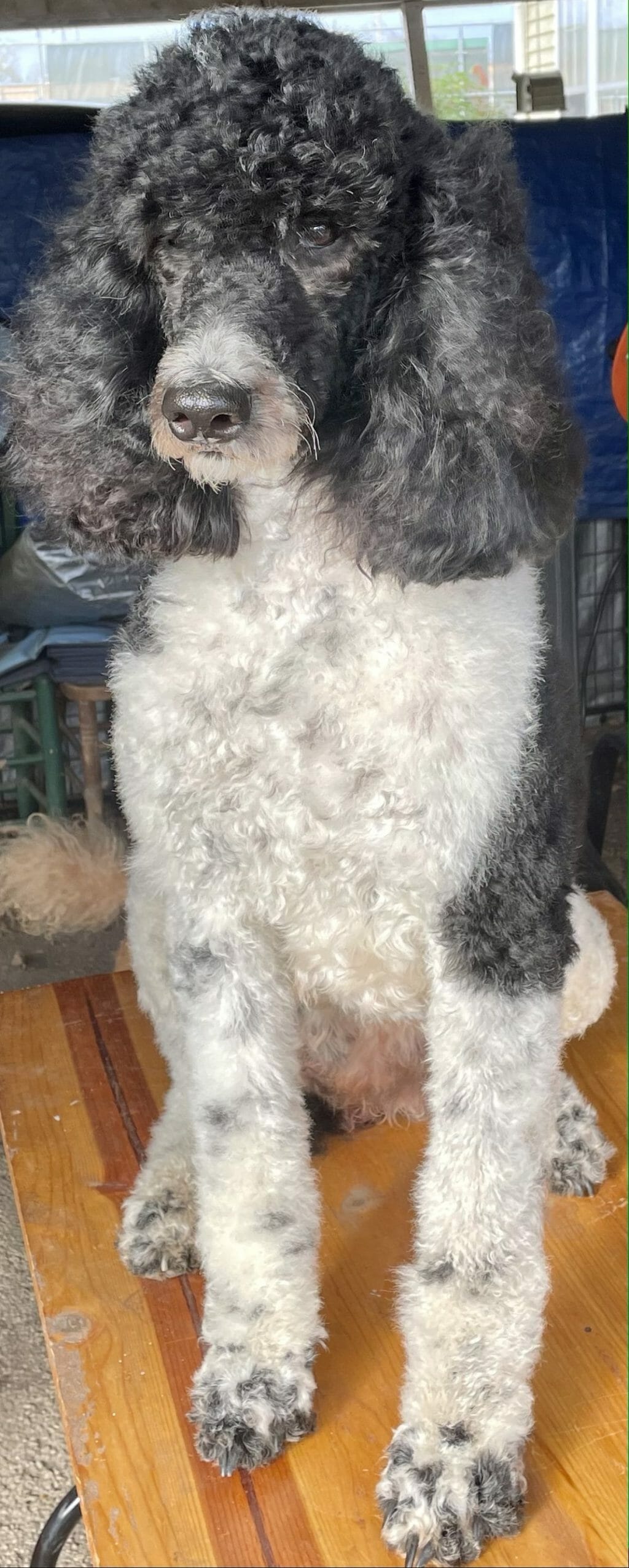 Destiny – Perry Deblyns Standard Poodle