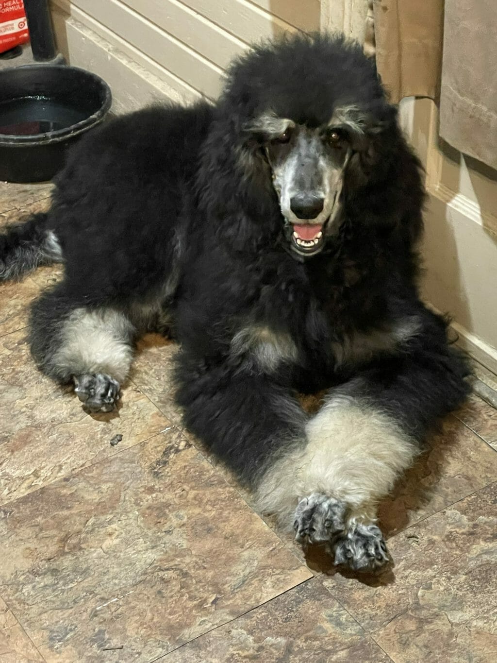 Deblyn’s Sauvage - Standard Poodle