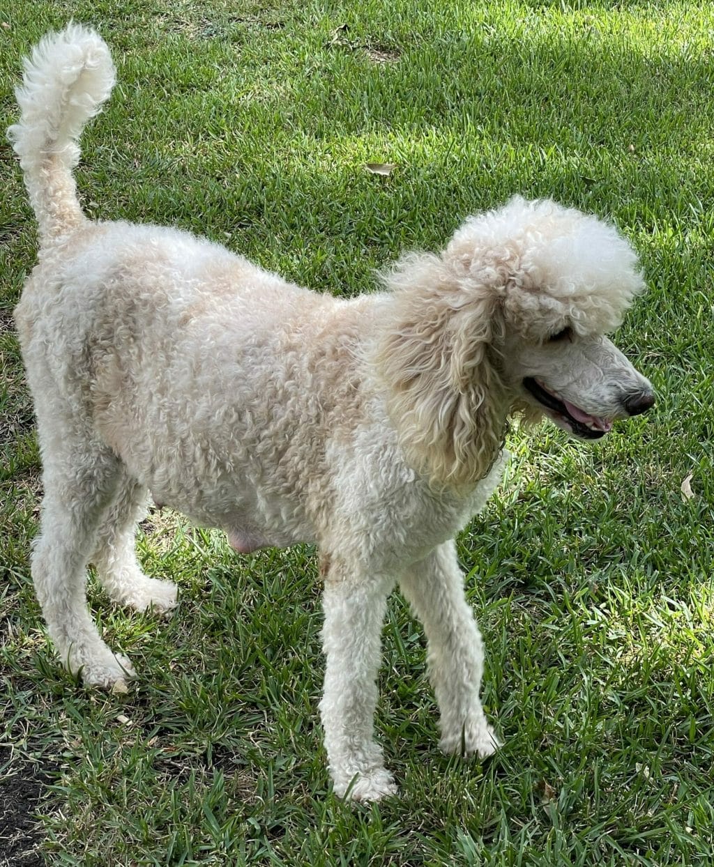 Deblyn’s Chanel Deblyns Standard Poodle