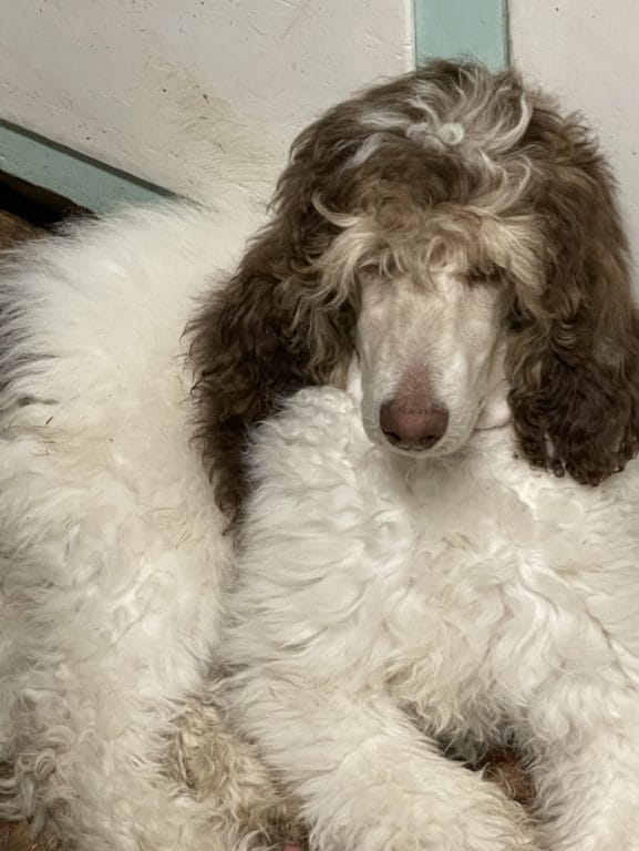 silver beige phantom parti standard poodle