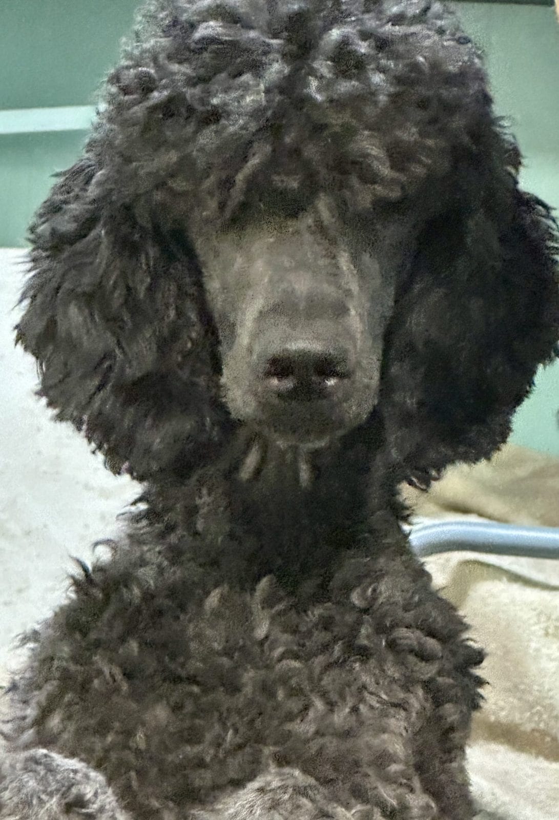 Blue Standard Poodle