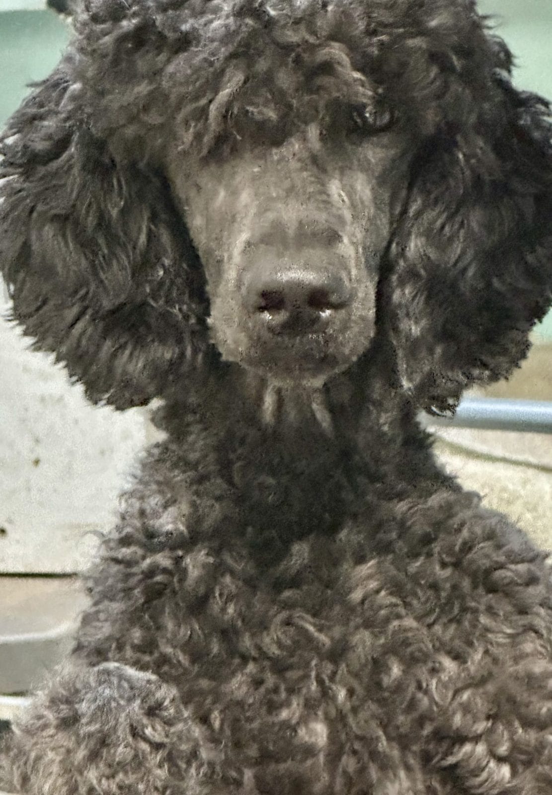 Blue Standard Poodle