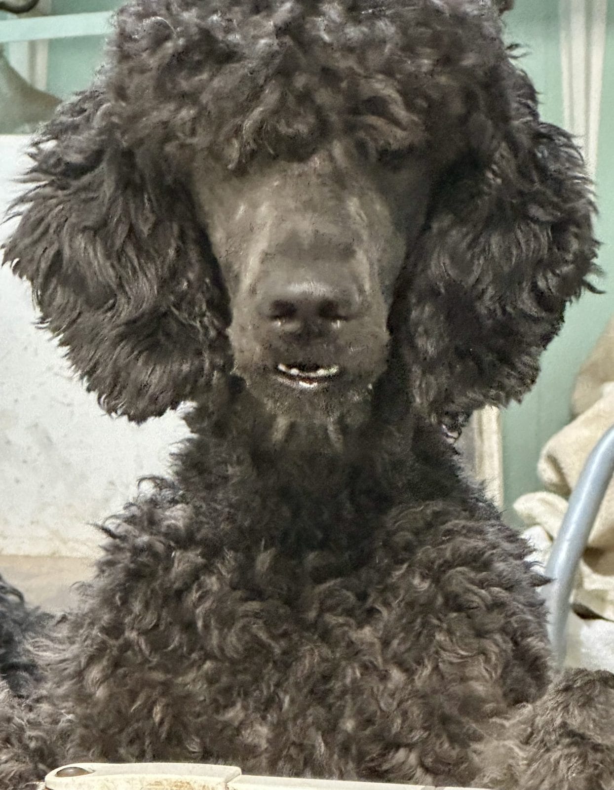 Blue Standard Poodle