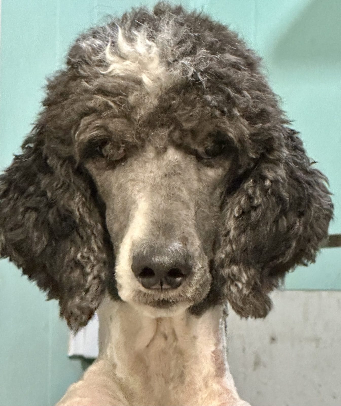 Blue and White Standard Poodle