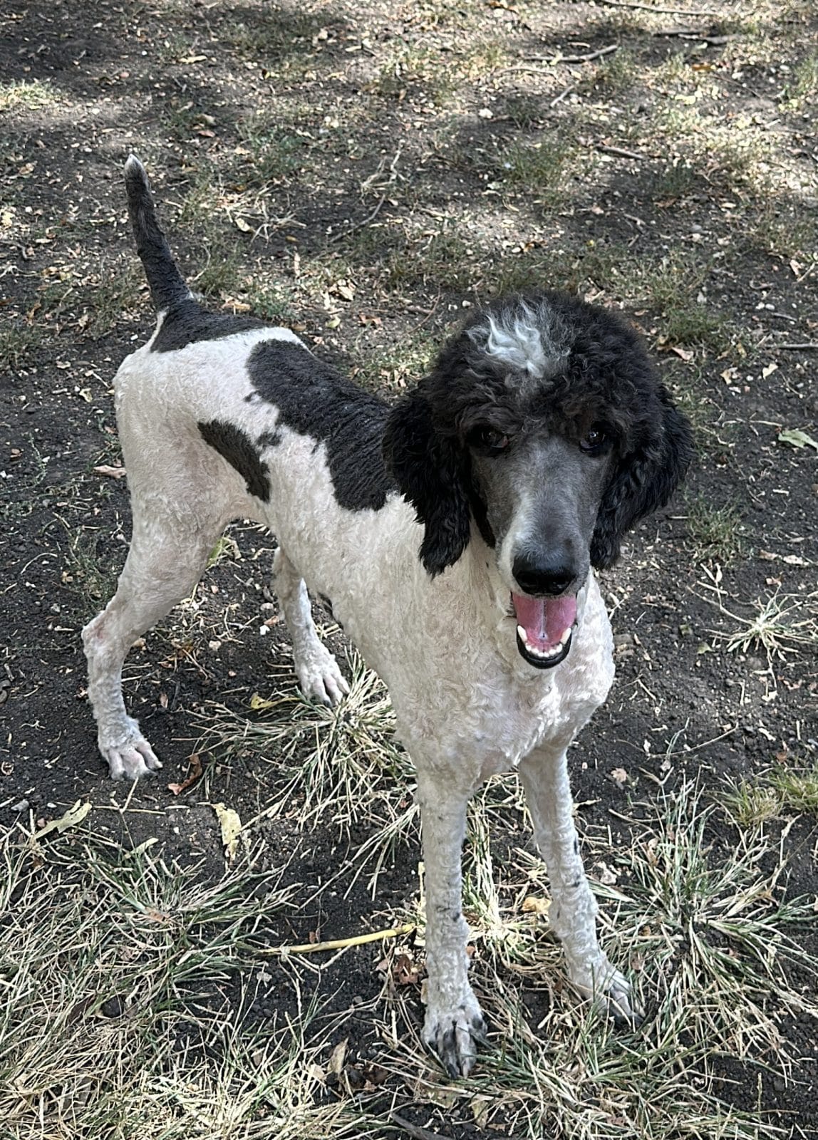 Blue and white Standard Poodle
