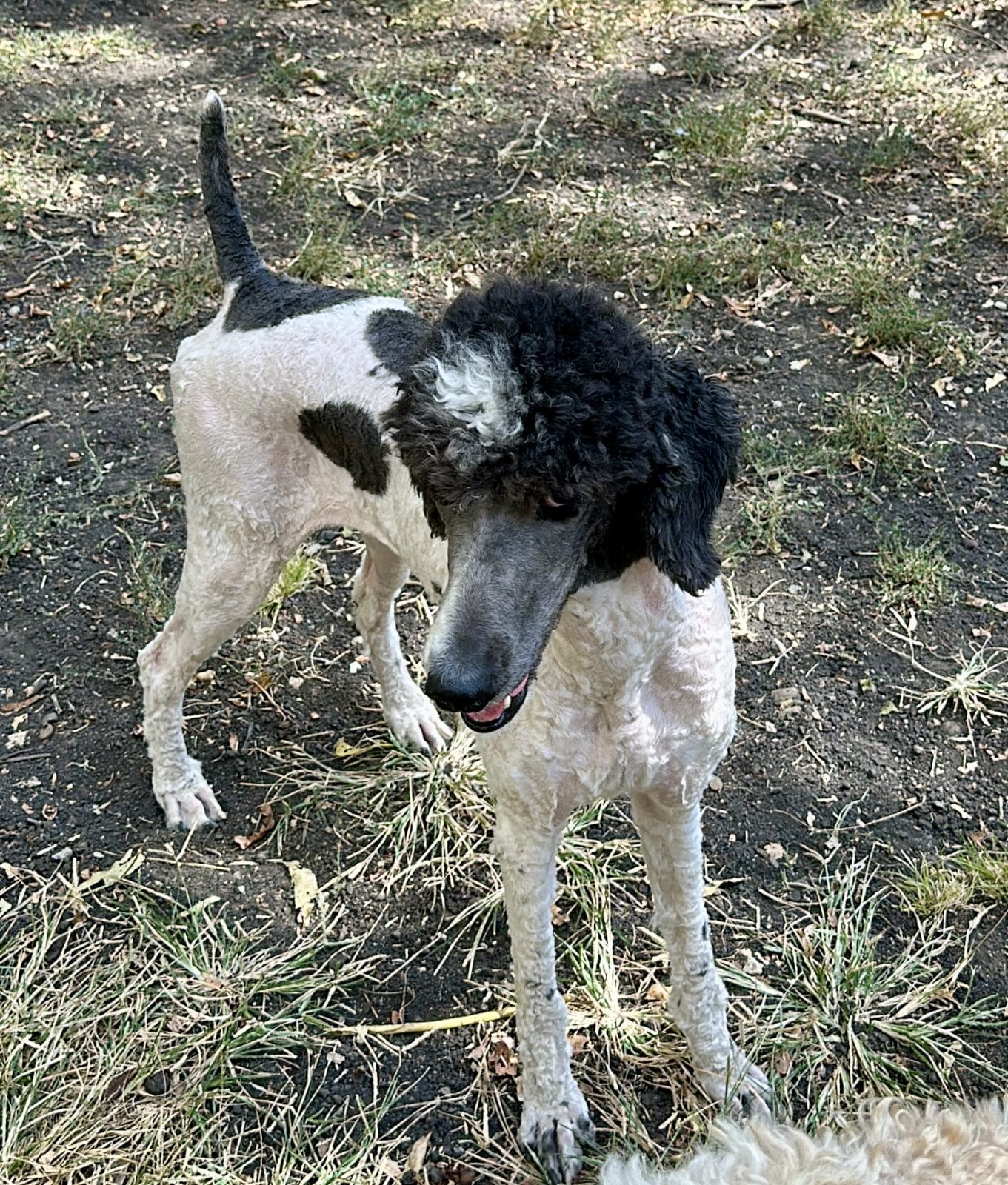 Blue and white Standard Poodle