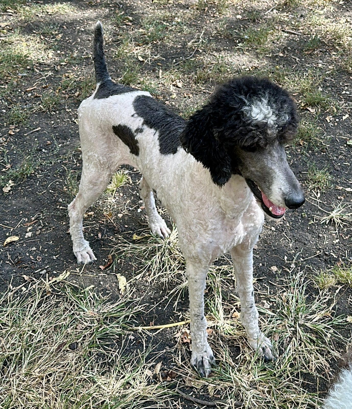 Blue and White Standard Poodle