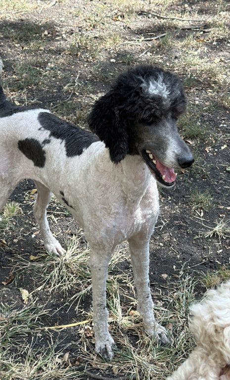 Blue and White Standard Poodle