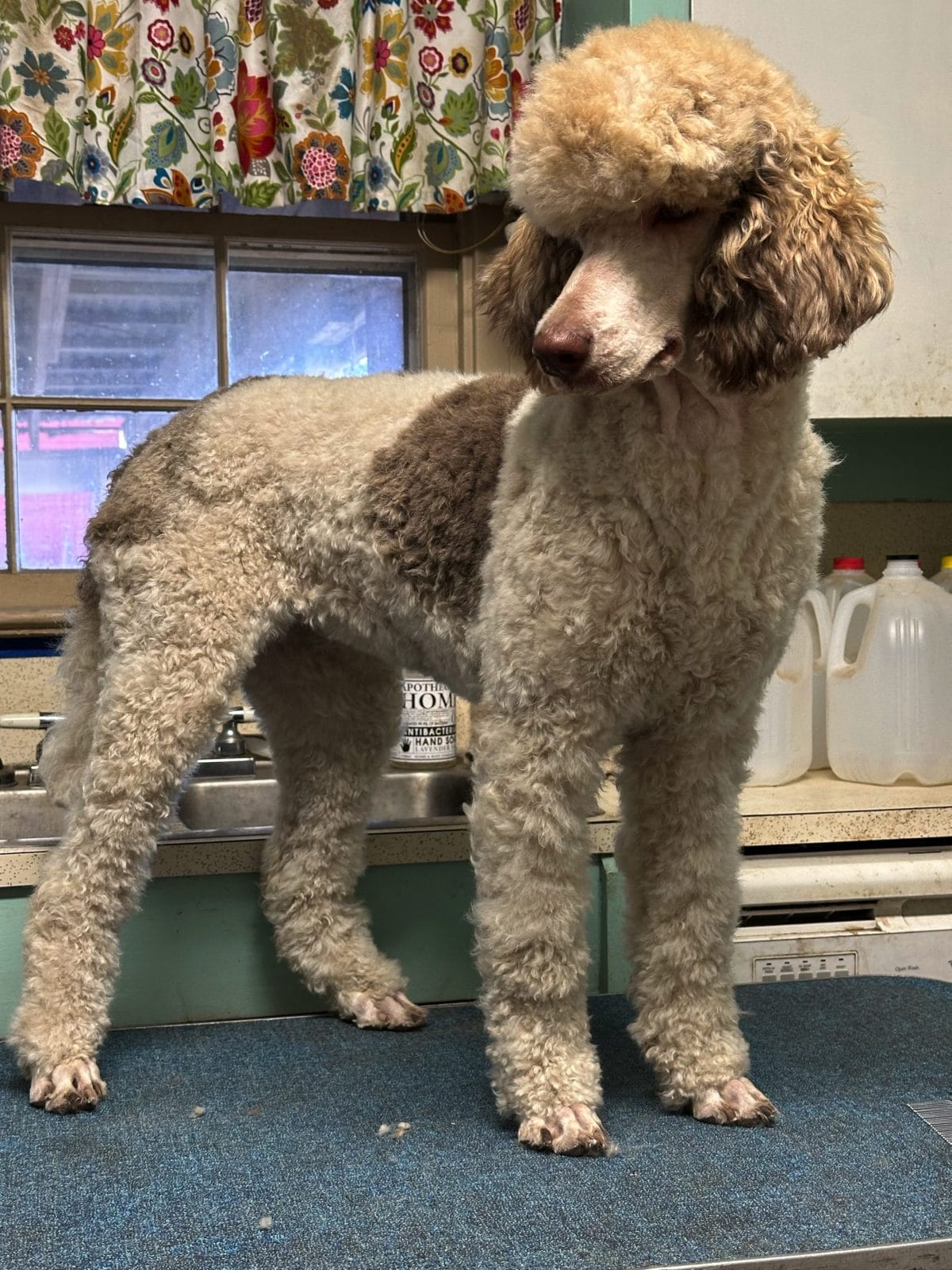silver beige phantom parti standard poodle