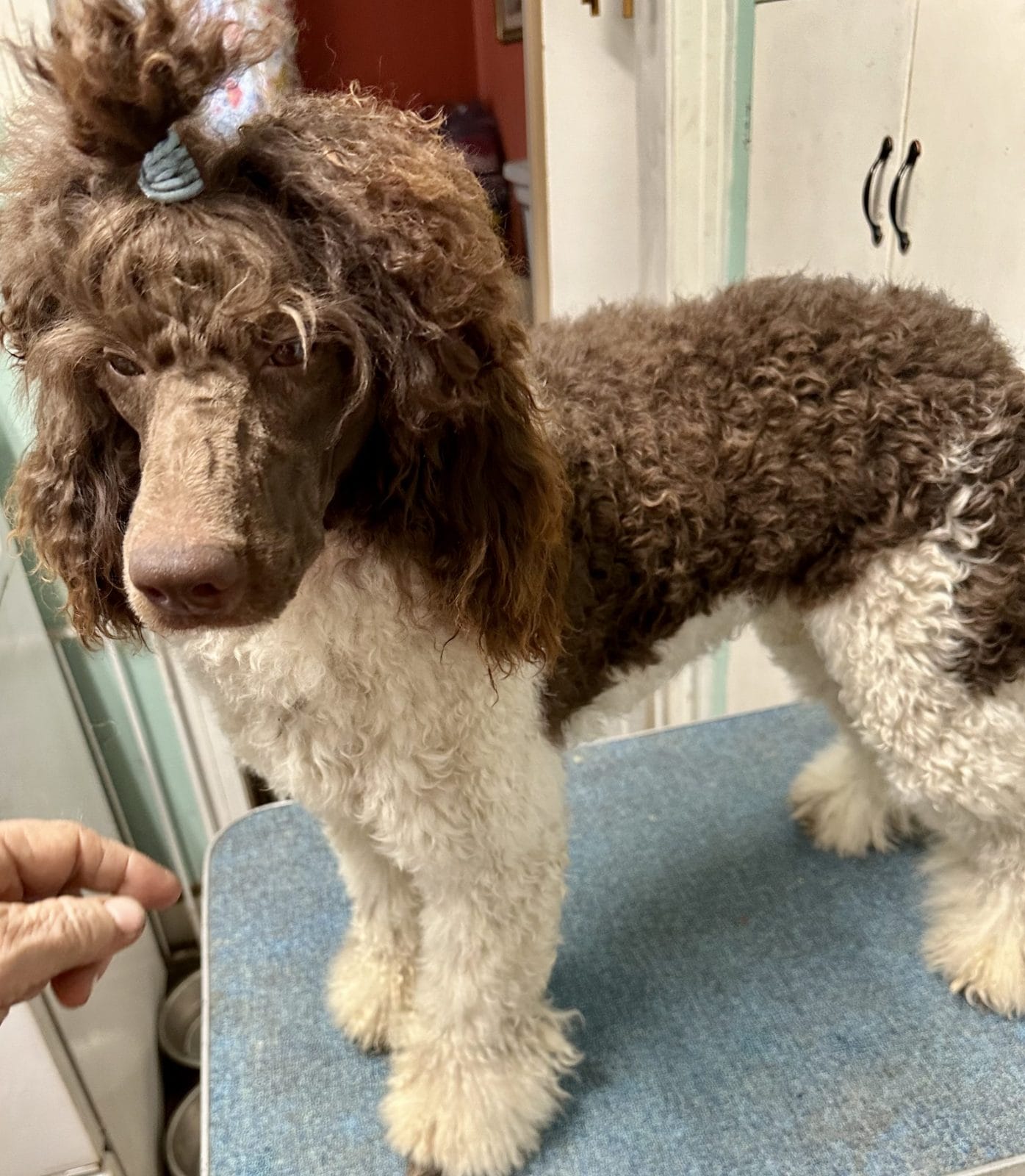 Brown and White parti Tuxedo standard poodle