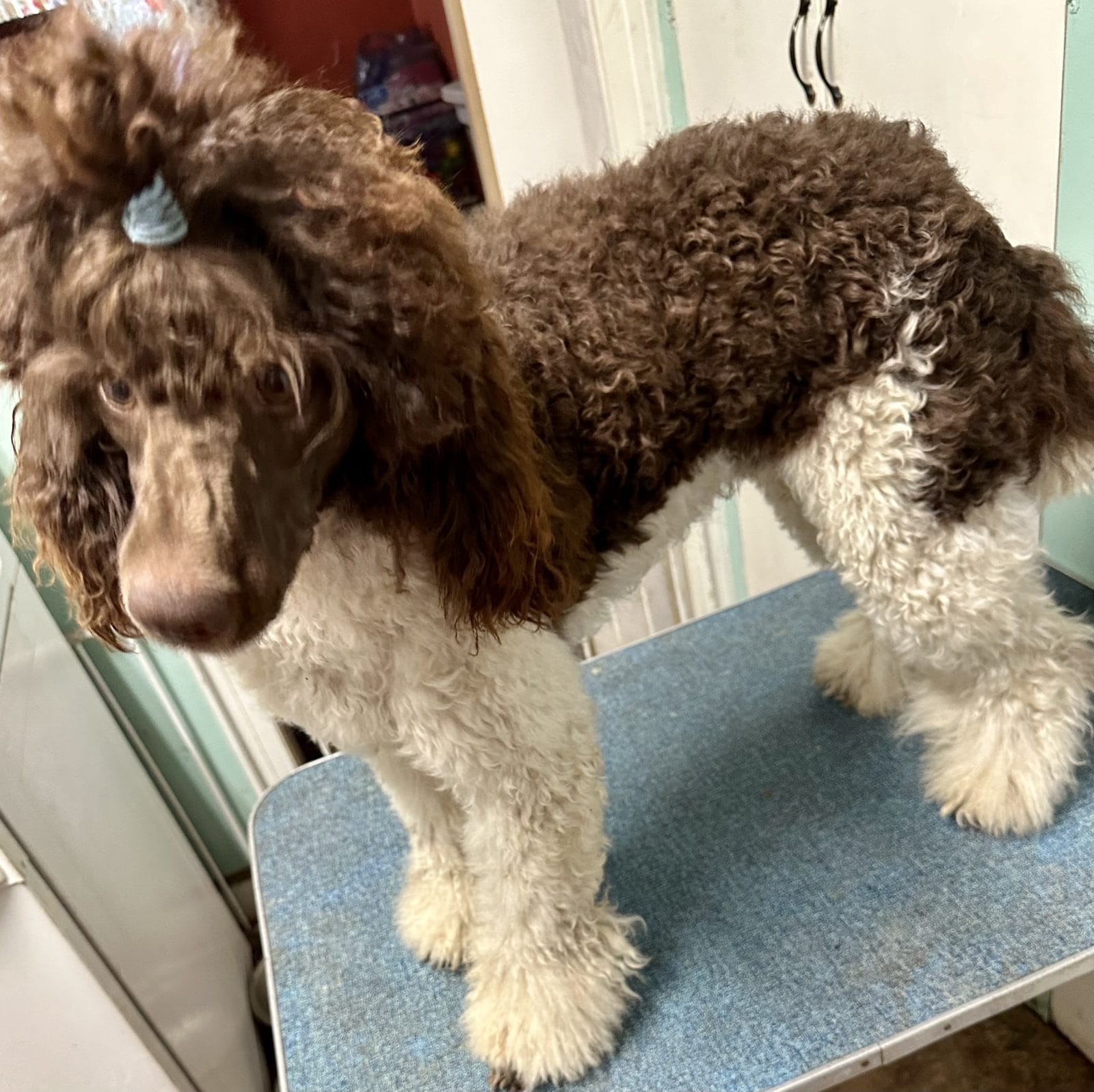 Brown and White parti Tuxedo standard poodle