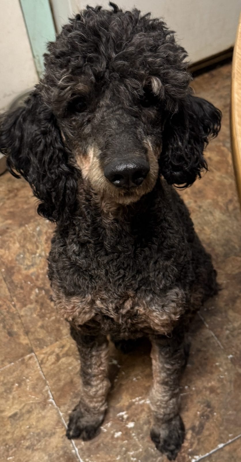 New phantom Standard Poodle at stud for upcoming puppies in Texas