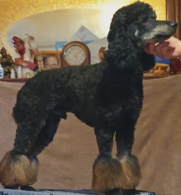 Phantom Standard Poodle at stud at Deblyns Poodles in Texas