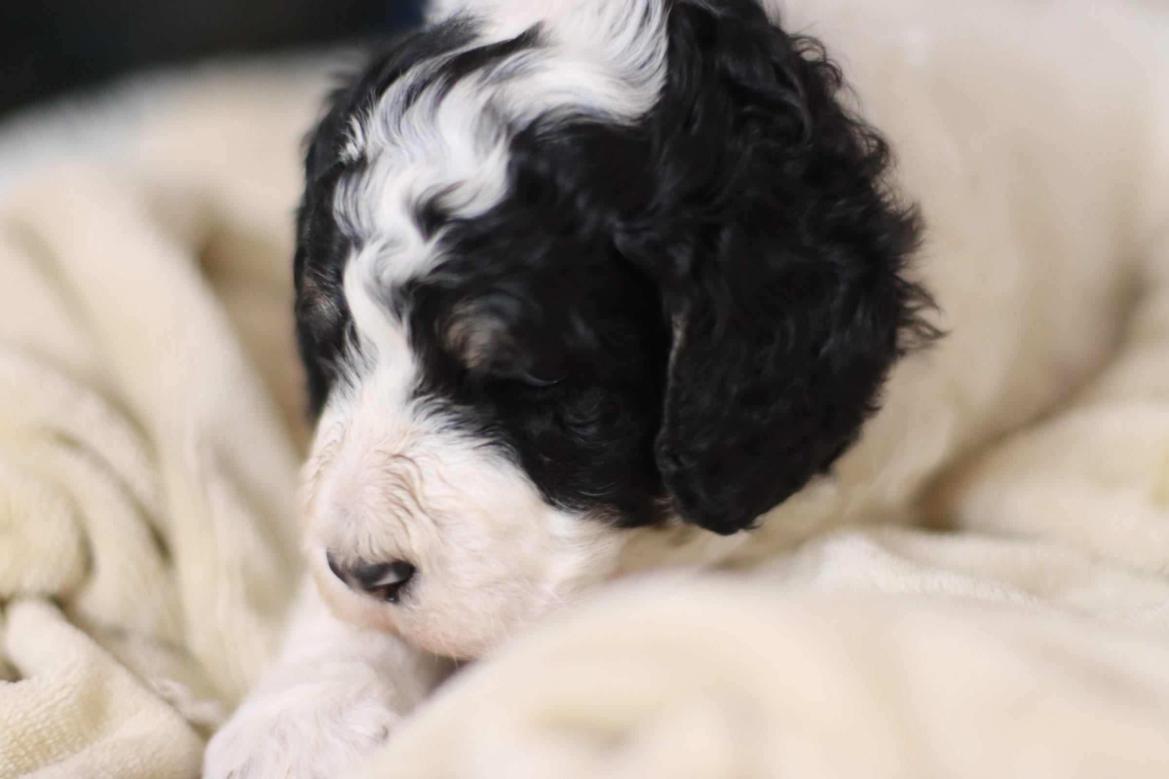 Standard poodle puppy for sale