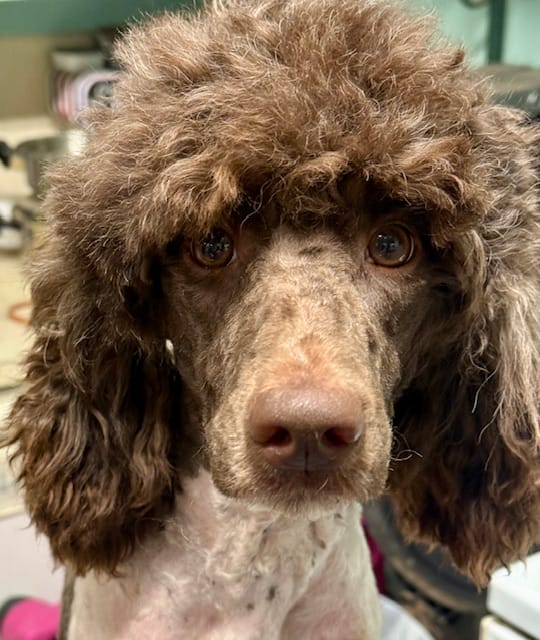 Brown and white parti Standard Poodle at Deblyns Poodles in Texas
