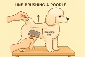How to line brush a poodle